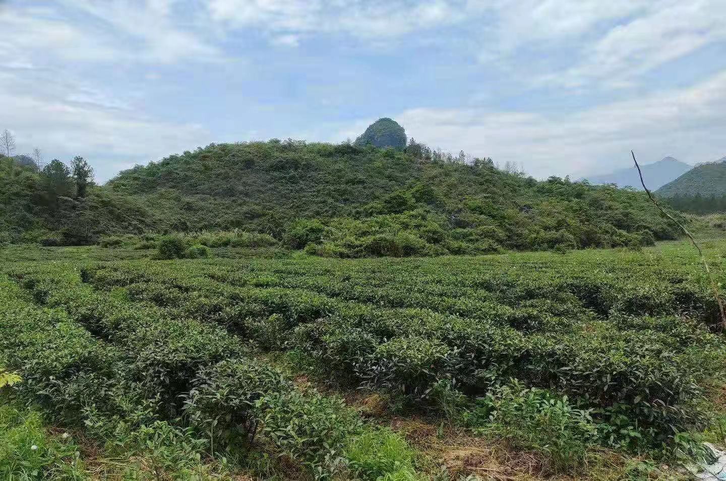茶色素生產(chǎn)廠(chǎng)家